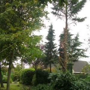 Bomen